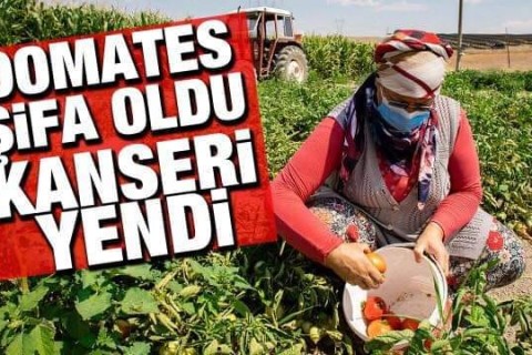 DOMATES TARLASINDA 5 YILDIR MÜCADELE ETTİĞİ KANSERİ YENDİ,..