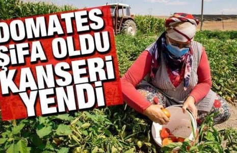 DOMATES TARLASINDA 5 YILDIR MÜCADELE ETTİĞİ KANSERİ YENDİ,..